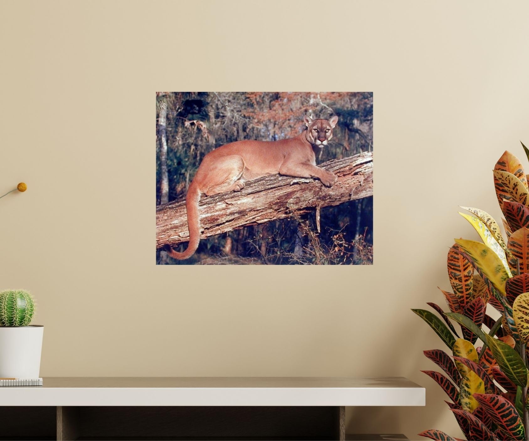 Amazon.com: Impact Posters Gallery Wild Animal Big Cat Florida
